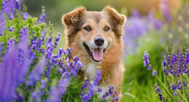 100naturaldoghealthsupplements