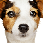 Profile photo of Juli